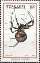 West Coast Button Spider (Latrodectus indistinctus)