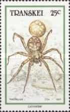 Wolf Spider sp (Lycosidae sp.) with egg sac