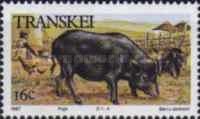 Domestic Pig (Sus scrofa domestica)