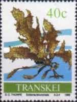 Ecklonia biruncinata