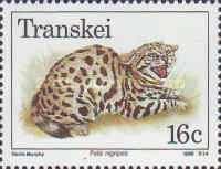 Black-footed Cat (Felis nigripes)