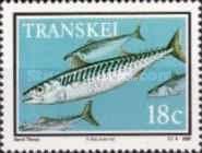 Chub Mackerel (Scomber japonicus)