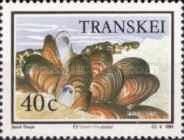 Brown Mussel (Perna perna)