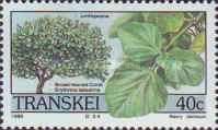 Broad-leaved coral (Erythrina latissima)