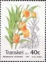 Flowers: Sandersonia aurantiaca