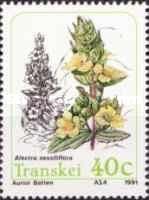 Parasitic plants: Alectra sessiliflora