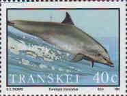 Common Bottlenose Dolphin (Tursiops truncatus)