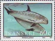 Risso's Dolphin (Grampus griseus)