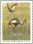 Grey Crowned Crane (Balearica regulorum)