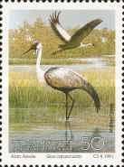 Wattled Crane (Grus carunculatus)
