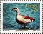 Egyptian Goose (Alopochen aegyptiacus)