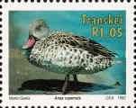 Cape Teal (Anas capensis)