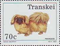 Pekingese Dog (Canis lupus familiaris)