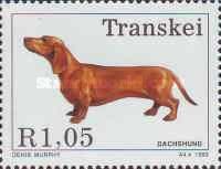 Dachshund (Canis lupus familiaris)