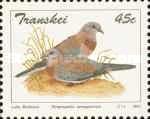 Laughing Dove (Streptopelia senegalensis)