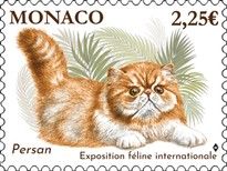 2026 International Cat Exposition : Persian Cat